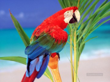 fotos foto Ölbilder verkaufen - Papagei Foto Vögel